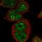 Campylobacter fetus antibody, NBP1-89022, Novus Biologicals, Immunocytochemistry image 