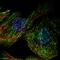Septin 7 antibody, HPA023309, Atlas Antibodies, Immunofluorescence image 