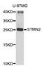 Stathmin-2 antibody, STJ25734, St John