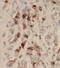 Thiamine Triphosphatase antibody, FNab08678, FineTest, Immunohistochemistry frozen image 