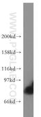 Signal Transducer And Activator Of Transcription 4 antibody, 51070-2-AP, Proteintech Group, Western Blot image 