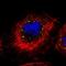Major Histocompatibility Complex, Class II, DP Alpha 1 antibody, NBP1-89689, Novus Biologicals, Immunofluorescence image 