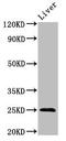 Fibroblast Growth Factor 17 antibody, LS-C671486, Lifespan Biosciences, Western Blot image 
