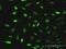 Erythrocyte Membrane Protein Band 4.1 Like 1 antibody, H00002036-D01P, Novus Biologicals, Immunocytochemistry image 