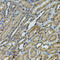 Annexin A8-like protein 1 antibody, LS-C409197, Lifespan Biosciences, Immunohistochemistry frozen image 