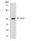 TEA Domain Transcription Factor 3 antibody, LS-C200771, Lifespan Biosciences, Western Blot image 