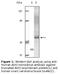 AKT Serine/Threonine Kinase 3 antibody, LS-C47175, Lifespan Biosciences, Western Blot image 