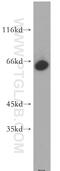 Zinc Finger With KRAB And SCAN Domains 8 antibody, 21656-1-AP, Proteintech Group, Western Blot image 