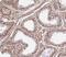 Spermatogenesis Associated 7 antibody, FNab08165, FineTest, Immunohistochemistry frozen image 