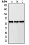 Paxillin antibody, LS-C352762, Lifespan Biosciences, Western Blot image 