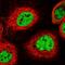 Muscleblind Like Splicing Regulator 1 antibody, HPA035098, Atlas Antibodies, Immunocytochemistry image 