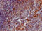 Selectin P Ligand antibody, CSB-RA567010A0HU, Cusabio, Immunohistochemistry paraffin image 