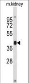 Replication Factor C Subunit 3 antibody, LS-C162550, Lifespan Biosciences, Western Blot image 