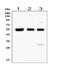 RUNX Family Transcription Factor 1 antibody, PB9157, Boster Biological Technology, Western Blot image 