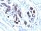 Immunoglobulin Kappa Constant antibody, orb388291, Biorbyt, Immunohistochemistry paraffin image 