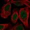 LUC7 Like antibody, HPA056424, Atlas Antibodies, Immunofluorescence image 