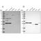 SCO Cytochrome C Oxidase Assembly Protein 1 antibody, NBP1-87074, Novus Biologicals, Western Blot image 
