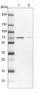 Ephrin B2 antibody, NBP1-84770, Novus Biologicals, Western Blot image 
