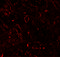 TNF Superfamily Member 4 antibody, 7243, ProSci, Immunofluorescence image 