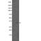 Cyclin Dependent Kinase 1 antibody, abx149148, Abbexa, Western Blot image 