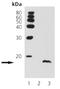 Histone H3 antibody, ADI-905-780-100, Enzo Life Sciences, Western Blot image 