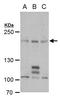 PCF11 Cleavage And Polyadenylation Factor Subunit antibody, PA5-35943, Invitrogen Antibodies, Western Blot image 