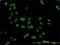 DEAD-Box Helicase 41 antibody, H00051428-M01, Novus Biologicals, Immunofluorescence image 