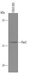 Paired Box 2 antibody, AF3364, R&D Systems, Western Blot image 