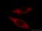 Eukaryotic Translation Termination Factor 1 antibody, 10884-1-AP, Proteintech Group, Immunofluorescence image 