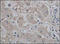 Aquaporin 9 antibody, 251906, Abbiotec, Immunohistochemistry paraffin image 