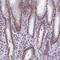 Zinc Finger Protein 317 antibody, PA5-59855, Invitrogen Antibodies, Immunohistochemistry frozen image 