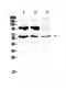 Perilipin 1 antibody, A03918-1, Boster Biological Technology, Western Blot image 