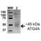 Autophagy Related 4A Cysteine Peptidase antibody, SPC-629D-A633, StressMarq, Western Blot image 