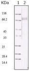 KSHV ORF45 antibody, MA5-14769, Invitrogen Antibodies, Western Blot image 