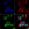 GABA Type A Receptor Associated Protein Like 1 antibody, LS-C773363, Lifespan Biosciences, Immunocytochemistry image 