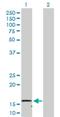 NADH:Ubiquinone Oxidoreductase Subunit B1 antibody, H00004707-D01P, Novus Biologicals, Western Blot image 