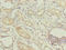 Cordon-Bleu WH2 Repeat Protein Like 1 antibody, LS-C377695, Lifespan Biosciences, Immunohistochemistry paraffin image 