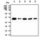 BRCA1/BRCA2-Containing Complex Subunit 3 antibody, NBP1-30429, Novus Biologicals, Western Blot image 