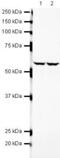 Pre-MRNA Processing Factor 19 antibody, PA5-19550, Invitrogen Antibodies, Western Blot image 