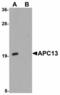 Anaphase Promoting Complex Subunit 13 antibody, LS-B4648, Lifespan Biosciences, Western Blot image 
