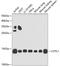 Coactosin-like protein antibody, GTX33112, GeneTex, Western Blot image 