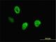 Cut Like Homeobox 1 antibody, H00001523-M01, Novus Biologicals, Immunofluorescence image 