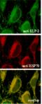 Stomatin Like 2 antibody, ALX-210-940-C100, Enzo Life Sciences, Immunocytochemistry image 
