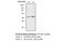 M-PST antibody, MBS835346, MyBioSource, Western Blot image 