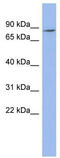 Zinc Finger Protein 568 antibody, TA345632, Origene, Western Blot image 