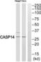 Caspase 14 antibody, abx015552, Abbexa, Western Blot image 