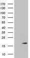 Twist-related protein 2 antibody, CF805212, Origene, Western Blot image 