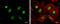 Cyclin A2 antibody, GTX103043, GeneTex, Immunocytochemistry image 