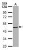 T-Box 19 antibody, PA5-28967, Invitrogen Antibodies, Western Blot image 