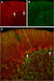 Hyperpolarization Activated Cyclic Nucleotide Gated Potassium And Sodium Channel 2 antibody, GTX54824, GeneTex, Immunohistochemistry frozen image 